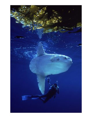 Diver-w-ocean-sunfish-Mola-Mola-Photographic-Print-C11964179.jpg
