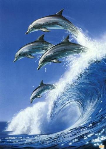Dolphins-Poster-C10054387.jpg