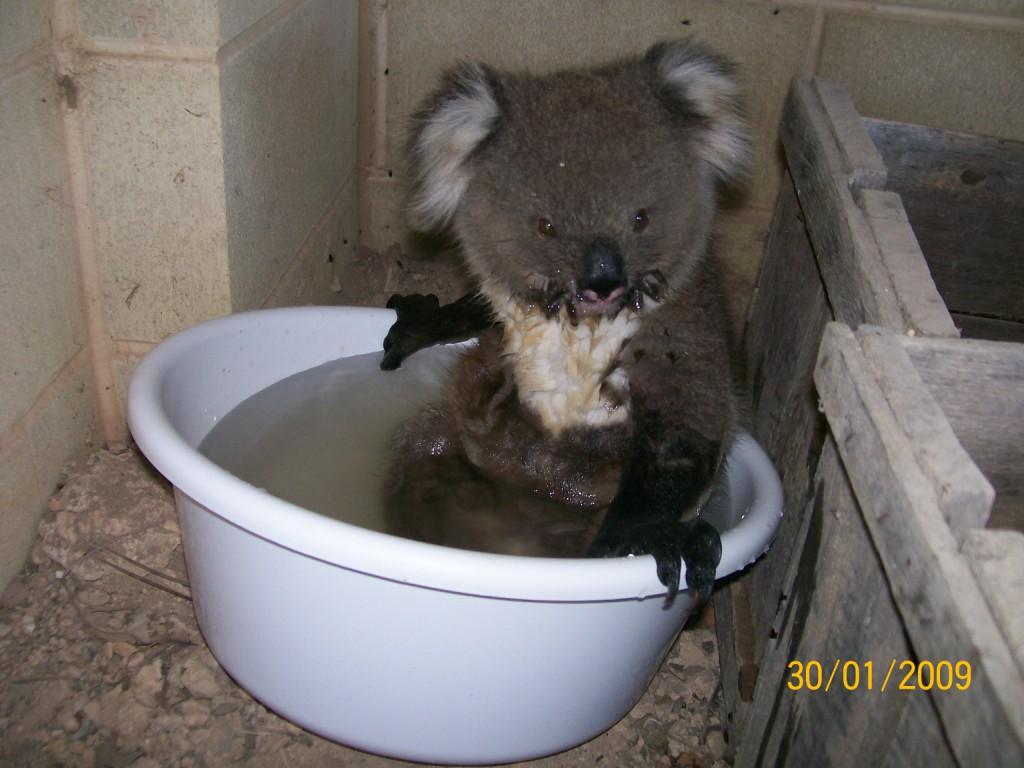 koala4.jpg