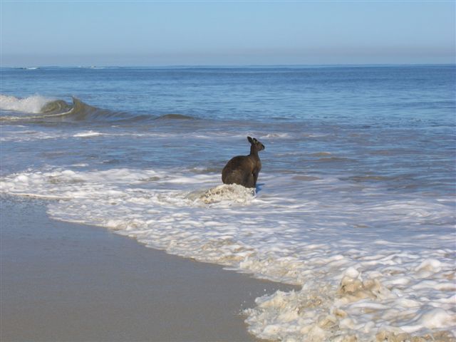 skippy4.jpg