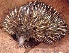 odd_echidna.jpg