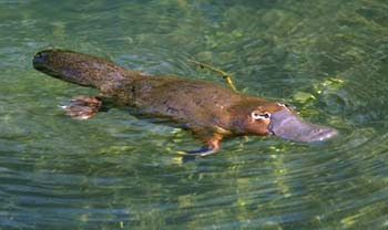 platypus.jpg