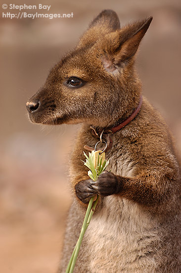 red-necked-wallaby.jpg