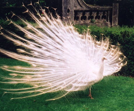 Peacock.jpg