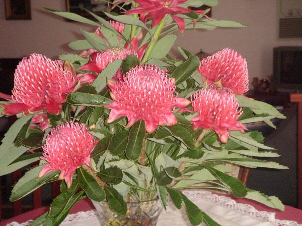 003---Waratahs-at-Patsy-s-1.jpg