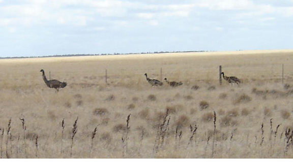 Emu-Family-Cut-3.jpg