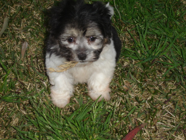 Missy-6-weeks-2009-123.JPG