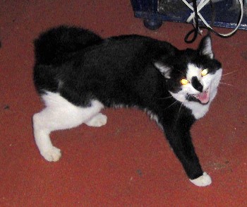 alison-005.jpg