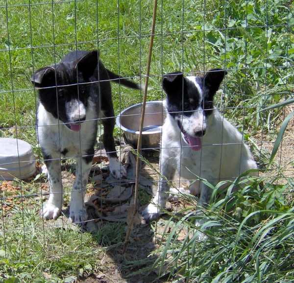 pups-016.jpg