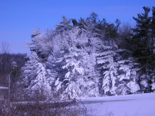 Iced-trees.jpg