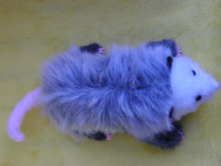 opossum4.jpg