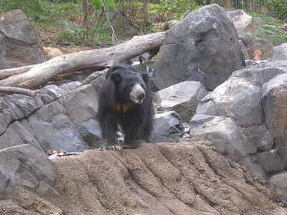 sloth-bear.jpg