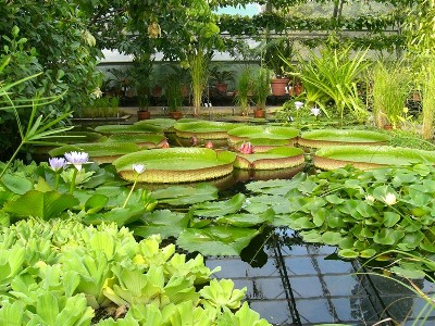 Botanical_Garden_3.JPG