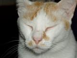 fifi.jpg
