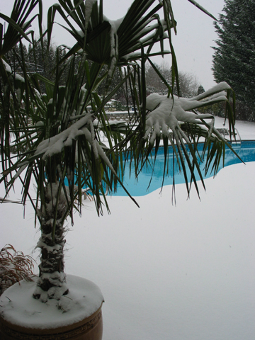 snow2.jpg