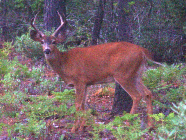 Bambi1-2.JPG