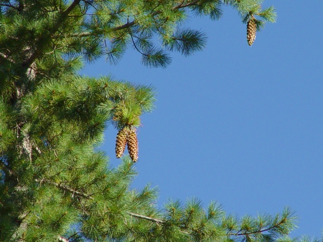 DSC02195-2.JPG