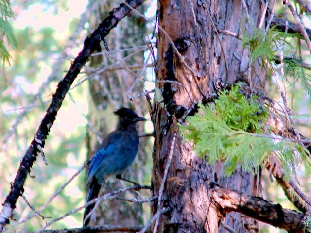 Kwatzu-s-Stellar-Jay.jpg