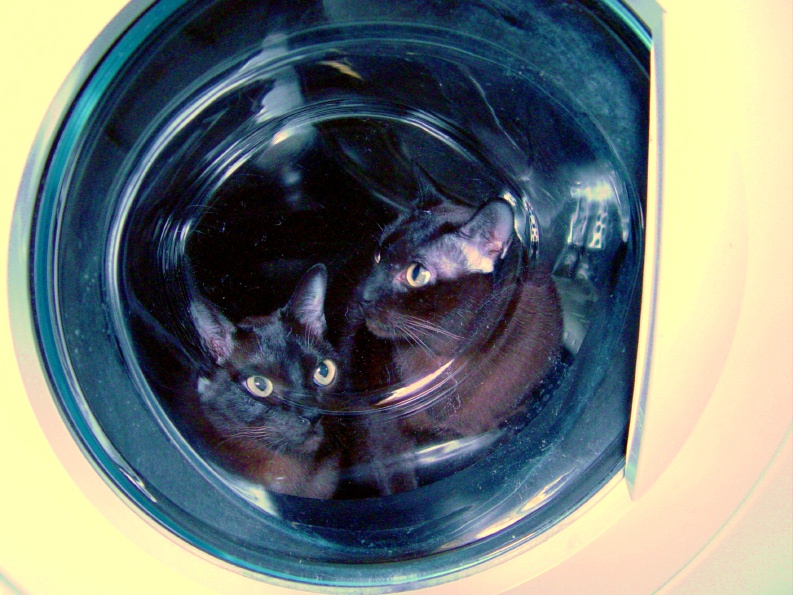 cats-in-the-washer-23.jpg