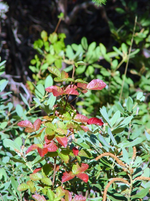 poisonoak2.jpg