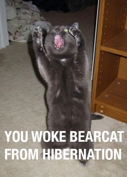 Bearcat_1.jpg