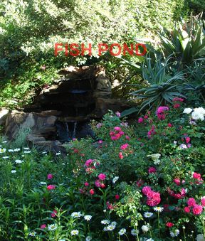 Fish_Pond.jpg