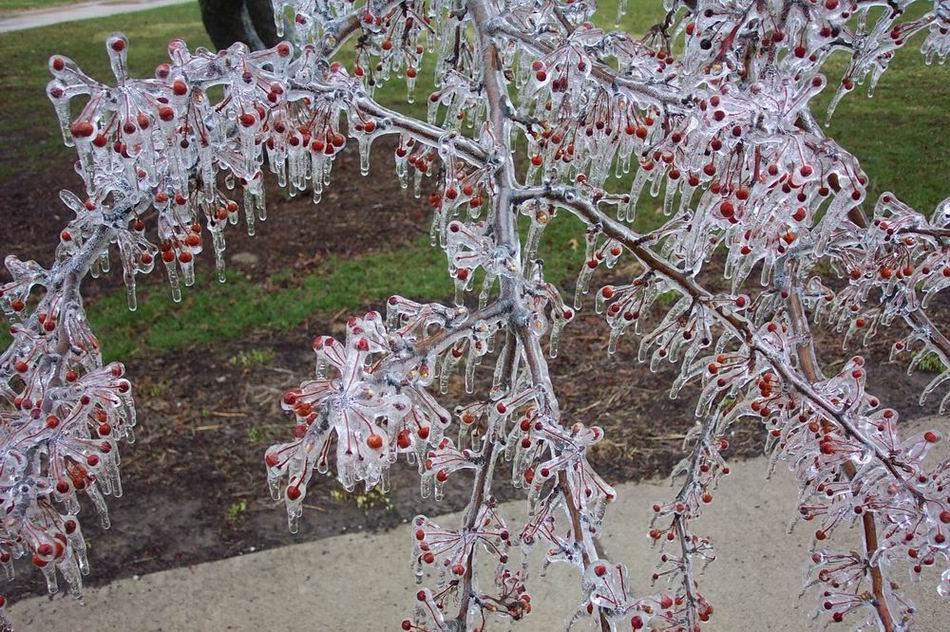 Frozen_cherry_trees_4.jpg