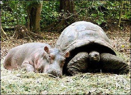 Hippo_1.jpg