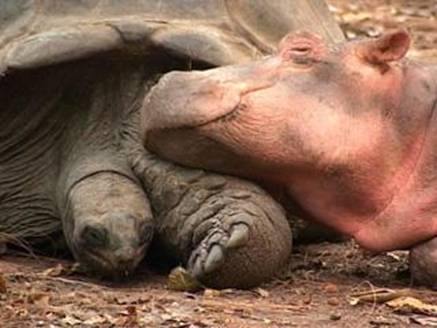 Hippo_2.jpg