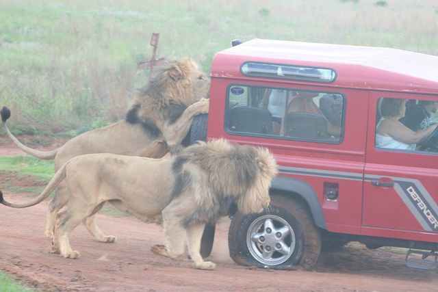 Lion_2_640x480.jpg