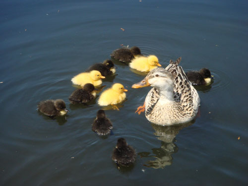 denis_ducks_1.jpg