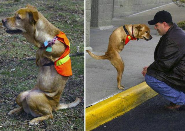 dog_1_640x480.jpg