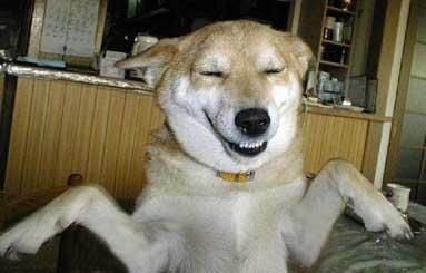 dog_2.jpg