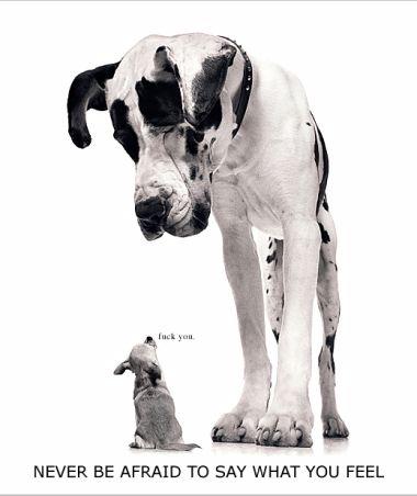 dog_sayings.jpg