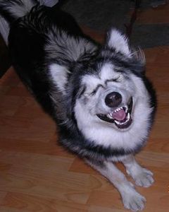 dog_smiling.jpg