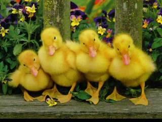 duck.jpg