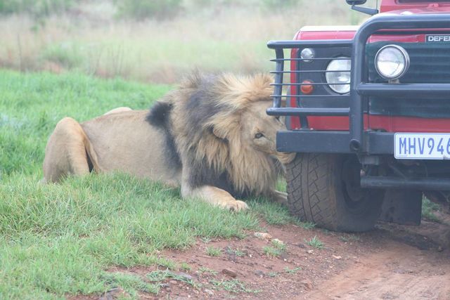lion_3_640x480.jpg