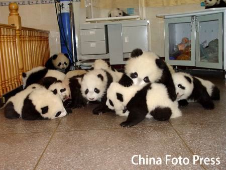 panda_1.dat.jpg