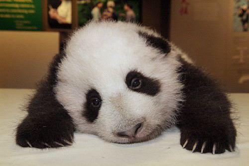 panda_1.jpg