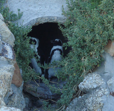 penquins.jpg