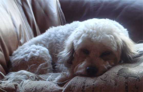 teddy_sleeping_tt.jpg