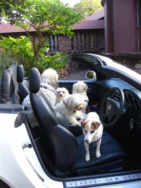 DSC00887-dogs-in-car-tt.jpg