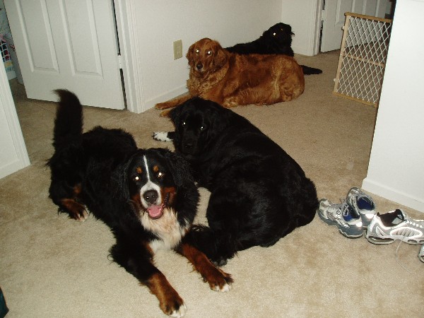 FourBigDogs.jpg