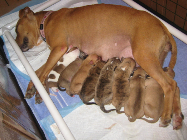 BellaPuppies15.jpg