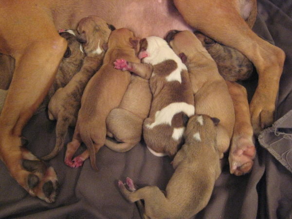 BellaPuppies6.jpg