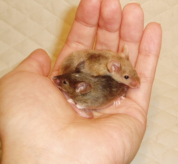 mouselings-1.JPG