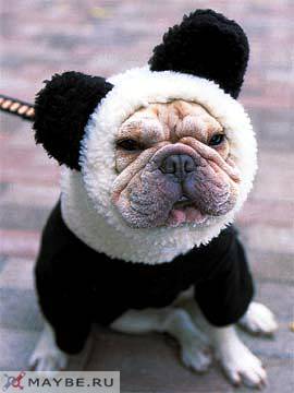 panda-bulldog.jpg