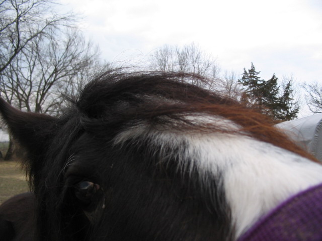 BlossomNov06_005.jpg