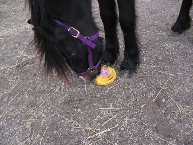 BlossomNov06_014.jpg
