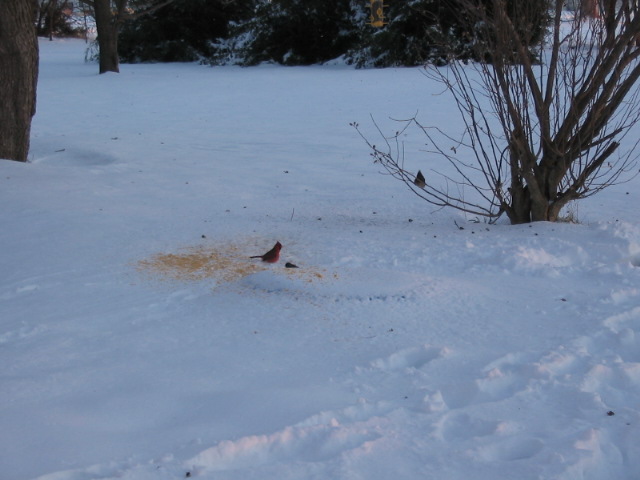 wintersnow2_012.jpg
